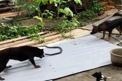 Ba con chó nhà liều mình tử chiến với rắn độc để bảo vệ đàn con non