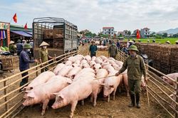 Giá heo hơi hôm nay 12/3: Cao nhất 68.000 đồng/kg tại miền Nam