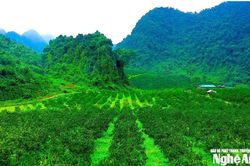 Thời tiết Nghệ An ngày 12/3: Sáng và đêm có mưa nhỏ vài nơi, trời rét