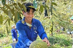 Đồng Tháp: Giá nông sản biến động mạnh