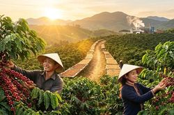 Giá cà phê hôm nay 14/3: Trong nước tăng mạnh theo đà phục hồi của thế giới