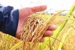 Giá lúa gạo ngày 13/3: Lúa Đài Thơm 8 đạt 6.200 đồng/kg, thị trường nội địa trầm lắng