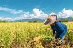 Xuất khẩu gạo Thái sang Trung Đông bị chặn đứng do chiến sự, nông dân lao đao
