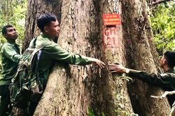 Bám rừng giữ 'báu vật' giáng hương