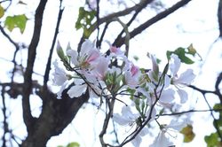 Rừng ban cổ thụ trắng tinh khôi giữa núi rừng Điện Biên