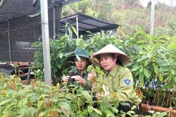Đảm bảo cây giống cho mùa trồng rừng