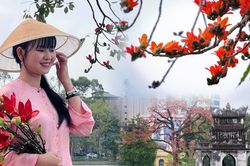 Hoa gạo bên Hồ Gươm vào mùa nở rộ, thu hút đông người check-in