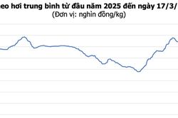Giá heo hơi hôm nay 17/3: Miền Bắc tăng thêm 2.000 đồng/kg