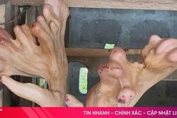 Độc đáo cặp nhung hươu nặng hơn 5,4kg ở Hà Tĩnh