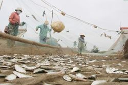 Mỏi tay gỡ cá trích, ngư dân Nghệ An kiếm tiền triệu sau mỗi chuyến biển