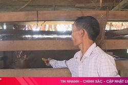 Về Hương Phố xem người dân nuôi hươu trên 'nhà tầng'