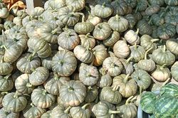 Hàng trăm tấn bí đỏ quá lứa chờ thu hoạch, Hội Nông dân Cà Mau kêu gọi giải cứu
