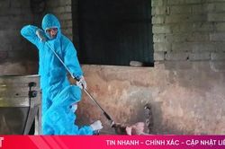 Hà Tĩnh chủ động phòng chống dịch tả lợn châu Phi