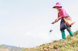 Rộn ràng mùa gieo hạt