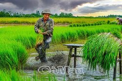 Nông cụ xưa làm nên hạt gạo