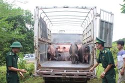 Vận chuyển trái phép hàng hóa, tiền tệ qua biên giới bị phạt đến 75 triệu đồng