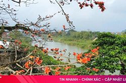 Chiêm ngưỡng cây hoa gạo cổ thụ bung nở bên dòng Ngàn Phố