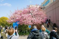 Du khách chiêm ngưỡng hoa anh đào nở sớm ở Tokyo, Nhật Bản