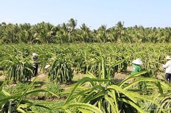 Vĩnh Long trồng thanh long VietGAP xuất khẩu
