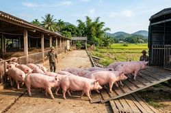 Giá heo hơi hôm nay 22/3: Cao nhất 69.000 đồng/kg