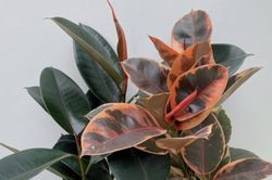 Loại cây lá non đỏ rực mang niềm tin may mắn và thịnh vượng, chinh phục mọi không gian sống