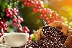 Giá cà phê hôm nay 21/3: Trong nước tăng mạnh, chạm mốc 93.500 đồng/kg