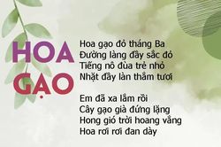 Hoa gạo