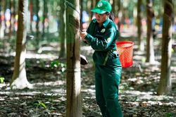 Ngày 22/3: Giá cao su thế giới ít thay đổi, trong nước không biến động