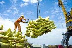 Tập trung giải pháp linh hoạt điều hành sản xuất, tiêu thụ gạo