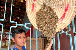 Độc đáo cách thuần hóa ong mật