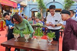 Hải Phòng: Độc đáo hội thi Hoa Thủy tiên