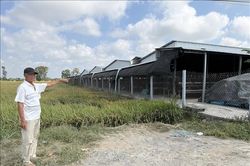 Trại nuôi gà quy mô lớn ở Đồng Tháp gây ô nhiễm kéo dài
