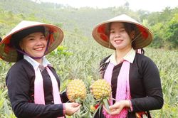 Xã Trịnh Tường: Vụ dứa năm 2026 mang về gần 10 tỷ đồng cho người dân