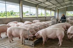 Giá heo hơi hôm nay 26/3: Vì sao miền Nam luôn cao hơn?