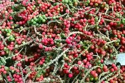 Giá hồ tiêu bật tăng 3.000 đồng/kg sau chuỗi ngày đi ngang