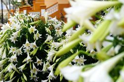 Kh&ocirc;ng gian '&Acirc;m nhạc cuối tuần': Gợi k&yacute; ức từ những m&ugrave;a hoa loa k&egrave;n