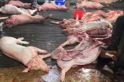 Vụ thịt lợn bệnh vào trường học: Khởi tố nhiều đối tượng, dấy lên lo ngại về bữa ăn của trẻ