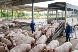 Giá heo hơi hôm nay 1/4: Miền Trung chạm đáy 60.000 đồng/kg