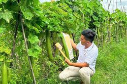 'Hô biến' xơ mướp thành 60 sản phẩm xanh chinh phục thị trường