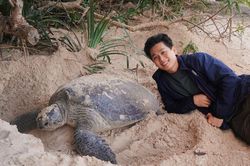 6 rùa mẹ lên bờ đẻ trứng trong cùng một đêm ở Côn Đảo