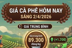Giá cà phê hôm nay 2/4: Bật tăng mạnh, phục hồi gần 2.000 đồng/kg