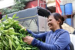 Hoa loa kèn đầu mùa được giá, người dân Tây Tựu phấn khởi thu hoạch