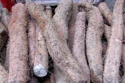 Loại củ đặc sản chùa Hương hỗ trợ tiêu hóa, 2 nhóm người cần thận trọng