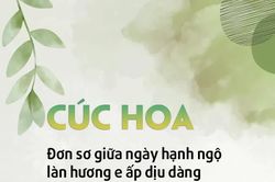 Cúc hoa