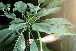 Hái rau rừng về nấu ăn, 3 người trong gia đình nhập viện cấp cứu