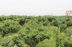 Nguy cơ mất mùa vải thiều
