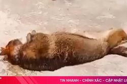 Chó béc-giê xổng chuồng cắn chết chủ nhà