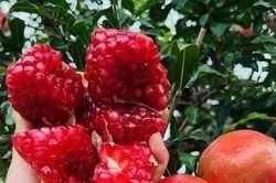 Loại quả vị ngọt nhưng người mắc bệnh tiểu đường vẫn ăn được