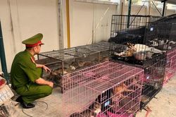Hà Nội: Triệt phá đường dây trộm cắp, tiêu thụ hơn 300 con mèo