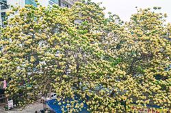 Hoa bún bung nở đầu tháng 4, giới trẻ Hà Nội 'đua nhau' chụp hình